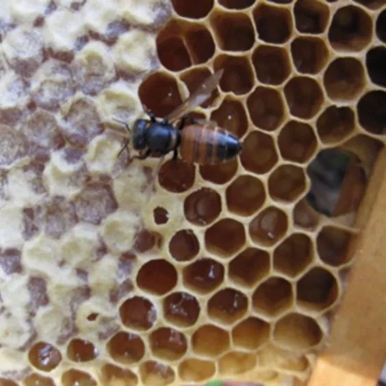 thumbnail for publication: Common Viruses of Florida Honey Bees: Diagnosis and Management